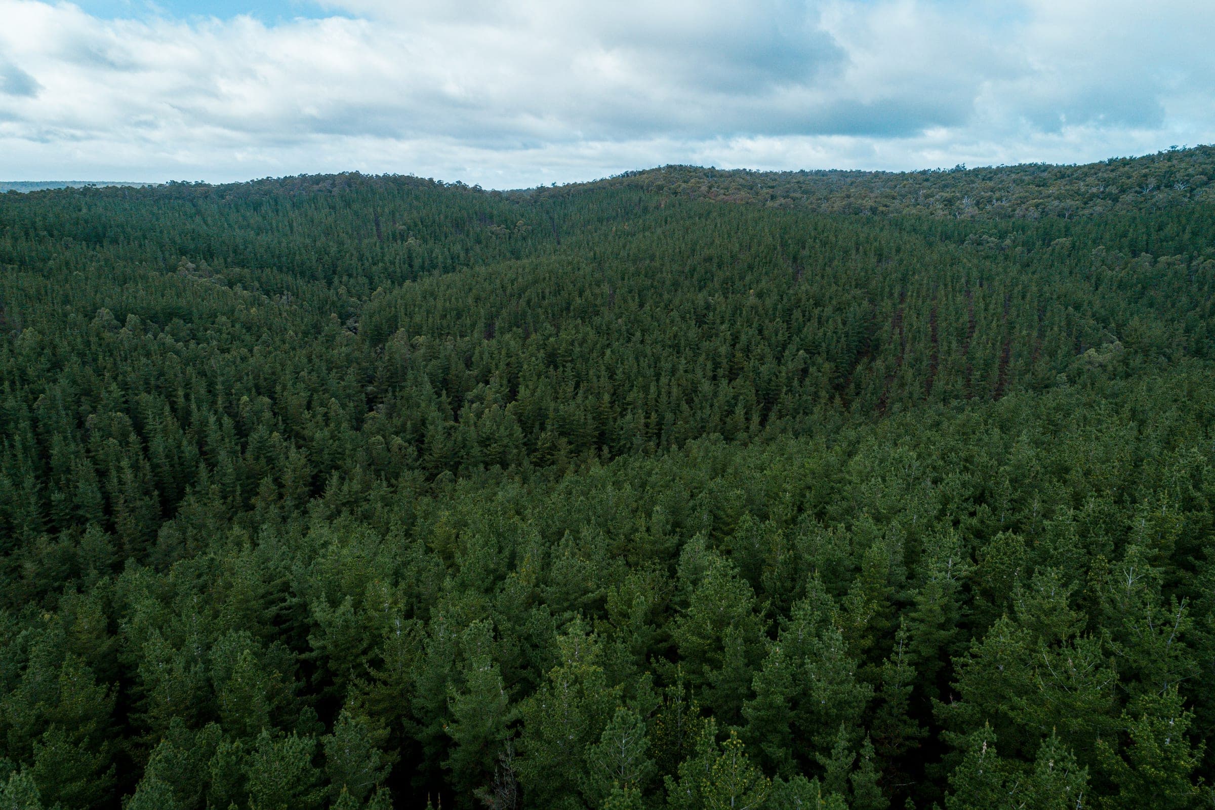 Ilmakuva laajasta suomalaisesta metsämaisemasta sinistä taivasta vasten