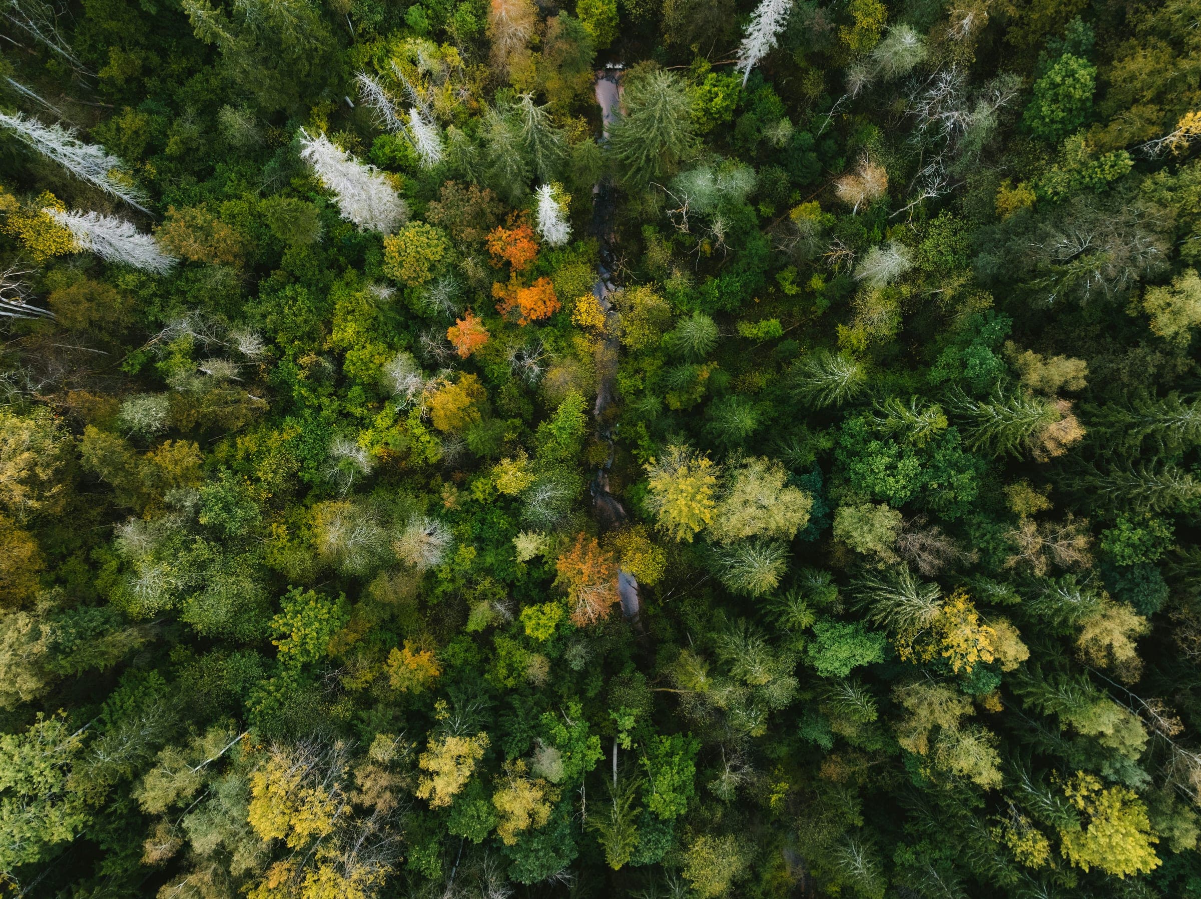 Ilmakuva syksyisestä metsämaisemasta